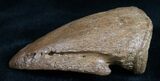 Awesome Pachycephalosaurus Claw - South Dakota #7532-4